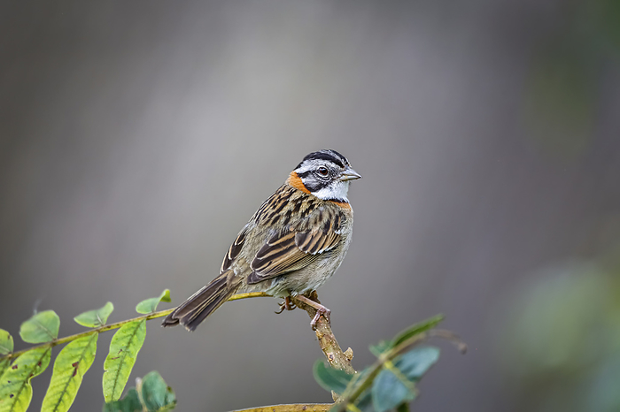 Close up of a Rufous collared sparrow perched on a branch against defocused background, Serra da Man Close up of a Rufous collared sparrow perched on a branch against defocused background, Serra da Man, by Zoonar Uwe Bergwitz