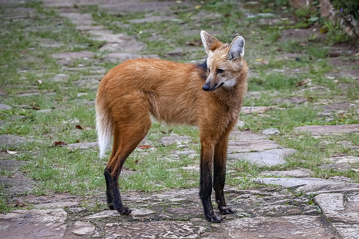 Maned wolf on a pathway of Sanctuary Cara a, turning head to the left, Minas Gerais, Brazil Maned wolf on a pathway of Sanctuary Cara a, turning head to the left, Minas Gerais, Brazil, by Zoonar Uwe Bergwitz