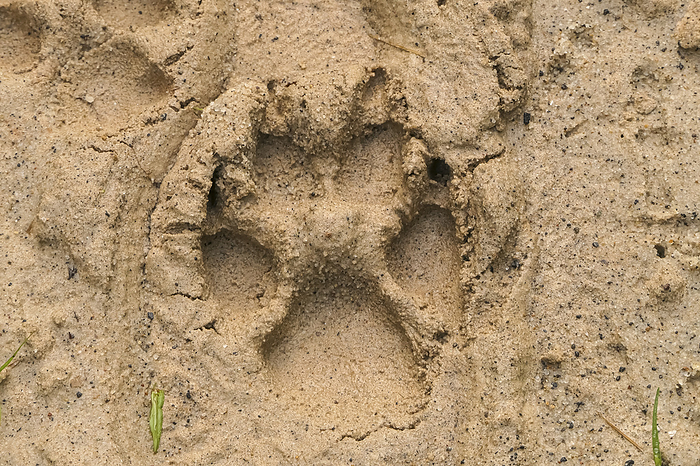 Close up of a Maned wolf track in sandy riverbed, Caraca Natural Park, Minas Gerais, Brazil Close up of a Maned wolf track in sandy riverbed, Caraca Natural Park, Minas Gerais, Brazil, by Zoonar Uwe Bergwitz