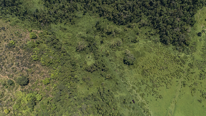 Aerial view to cleared pasture land and rests of Atlantic forest in the hinterland of Paraty, Green Aerial view to cleared pasture land and rests of Atlantic forest in the hinterland of Paraty, Green, by Zoonar Uwe Bergwitz