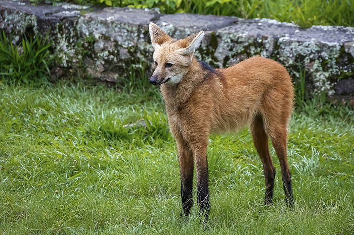Maned wolf on grassy grounds of Sanctuary Cara a, stone wall in background, Minas Gerais, Brazil Maned wolf on grassy grounds of Sanctuary Cara a, stone wall in background, Minas Gerais, Brazil, by Zoonar Uwe Bergwitz