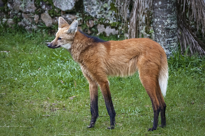 Close up of a Maned wolf on grassy grounds of Sanctuary Cara a, stone wall in background, Minas Gera Close up of a Maned wolf on grassy grounds of Sanctuary Cara a, stone wall in background, Minas Gera, by Zoonar Uwe Bergwitz