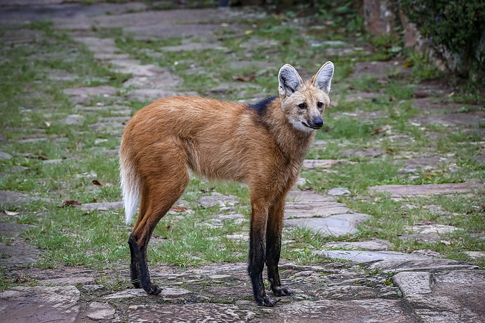 Maned wolf on a pathway of Sanctuary Cara a, facing to camera, Minas Gerais, Brazil Maned wolf on a pathway of Sanctuary Cara a, facing to camera, Minas Gerais, Brazil, by Zoonar Uwe Bergwitz