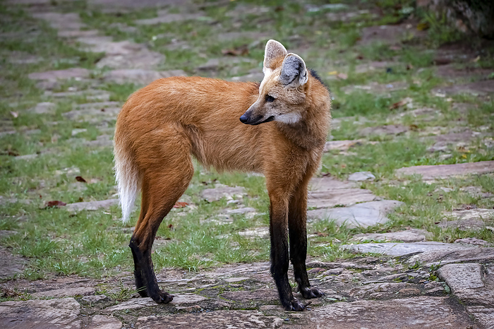 Maned wolf on a pathway of Sanctuary Cara a, turning head to the left, Minas Gerais, Brazil Maned wolf on a pathway of Sanctuary Cara a, turning head to the left, Minas Gerais, Brazil, by Zoonar Uwe Bergwitz