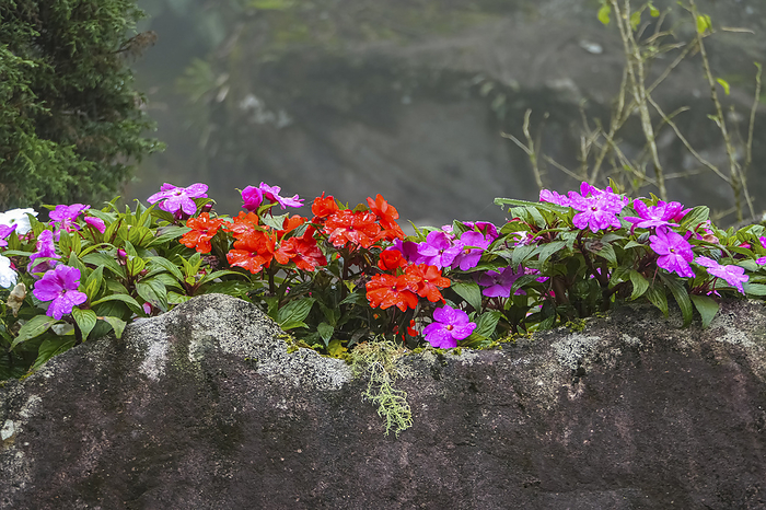 Flowering plants in pink, white and red against a granite rock, Atlantic Forest, Itatiaia, Brazil Flowering plants in pink, white and red against a granite rock, Atlantic Forest, Itatiaia, Brazil, by Zoonar Uwe Bergwitz