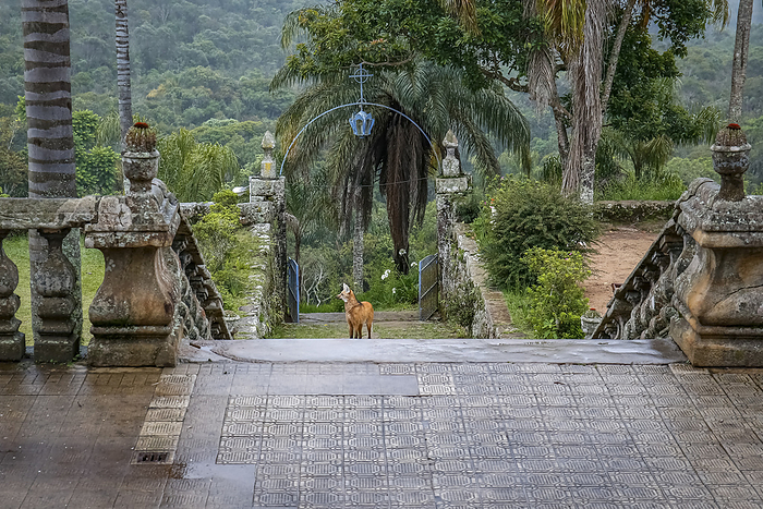Maned wolf on the stairs to the church entrance of Sanctuary Cara a, facing camera, Minas Gerais, Br Maned wolf on the stairs to the church entrance of Sanctuary Cara a, facing camera, Minas Gerais, Br, by Zoonar Uwe Bergwitz