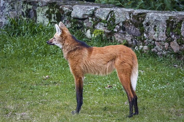 Side view of a Maned wolf on grassy grounds of Sanctuary Cara a, stone wall in background, Minas Ger Side view of a Maned wolf on grassy grounds of Sanctuary Cara a, stone wall in background, Minas Ger, by Zoonar Uwe Bergwitz