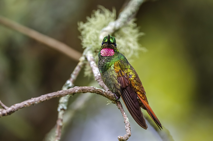 Front view of a beautiful colored Brazilian ruby perched on a branch against defocused green backgro Front view of a beautiful colored Brazilian ruby perched on a branch against defocused green backgro, by Zoonar Uwe Bergwitz