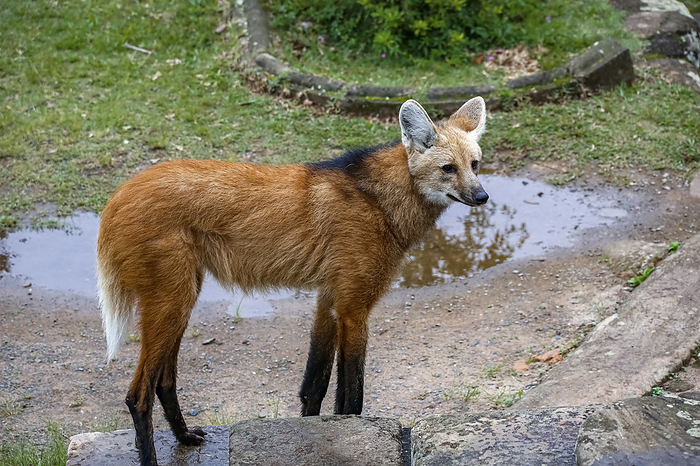 Maned wolf on a pathway of Sanctuary Cara a, turning head to the left, stone wall in background, Min Maned wolf on a pathway of Sanctuary Cara a, turning head to the left, stone wall in background, Min, by Zoonar Uwe Bergwitz