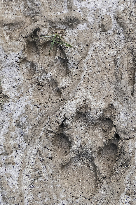 Close up of a Maned wolf tracks in sandy riverbed, Caraca Natural Park, Minas Gerais, Brazil Close up of a Maned wolf tracks in sandy riverbed, Caraca Natural Park, Minas Gerais, Brazil, by Zoonar Uwe Bergwitz