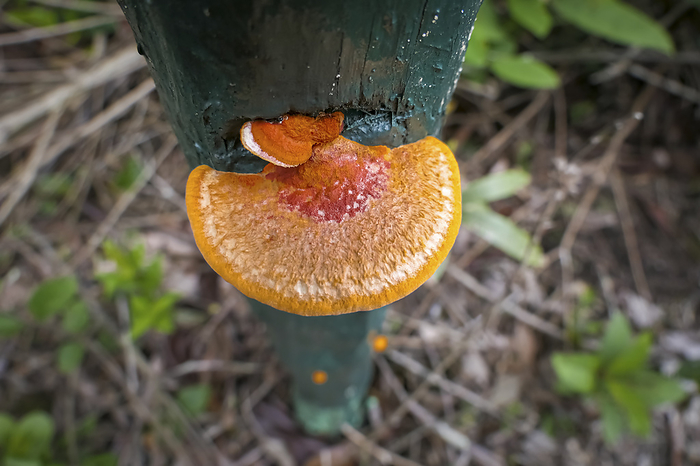 High angle view of an orange brown tree fungus growing on a green wooden post, Caraca natural park, High angle view of an orange brown tree fungus growing on a green wooden post, Caraca natural park,, by Zoonar Uwe Bergwitz
