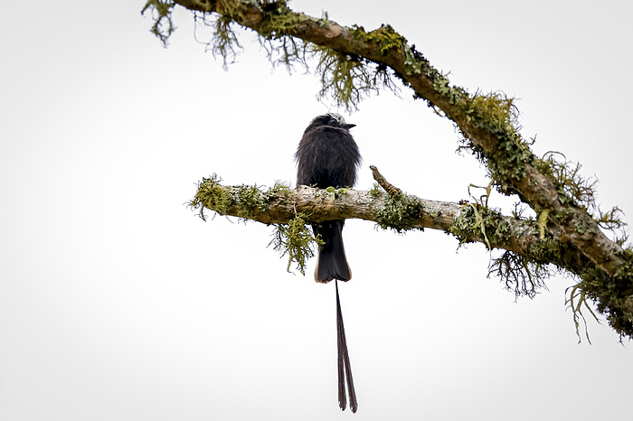 Long tailed tyrant perched on a lichen covered tree branch, looking to the right, Caraca natural par Long tailed tyrant perched on a lichen covered tree branch, looking to the right, Caraca natural par, by Zoonar Uwe Bergwitz