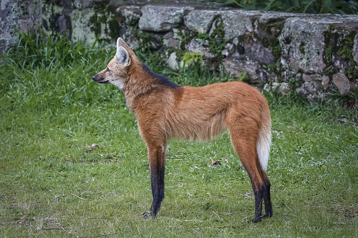Side view of a Maned wolf on grassy grounds of Sanctuary Cara a, stone wall in background, Minas Ger Side view of a Maned wolf on grassy grounds of Sanctuary Cara a, stone wall in background, Minas Ger, by Zoonar Uwe Bergwitz