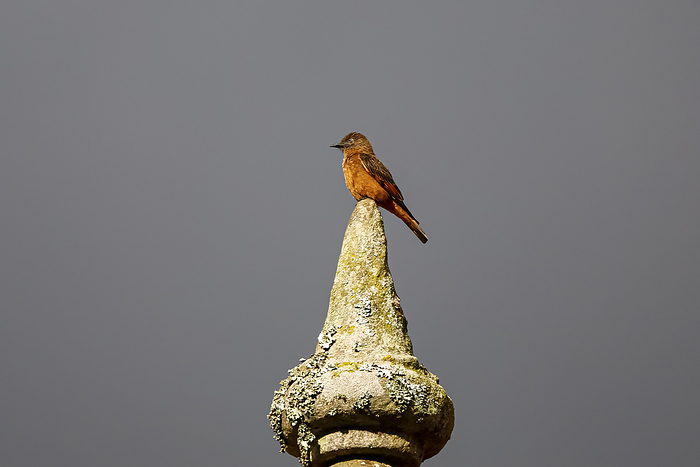 Colorful Swallow flycatcher in light perched on a top of a spire against gray background, Caraca nat Colorful Swallow flycatcher in light perched on a top of a spire against gray background, Caraca nat, by Zoonar Uwe Bergwitz