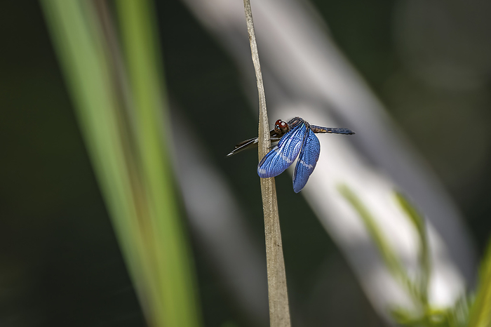 Blue Dragonfly perched on a upright brown leave with spread wings against defocused natural backgrou Blue Dragonfly perched on a upright brown leave with spread wings against defocused natural backgrou, by Zoonar Uwe Bergwitz