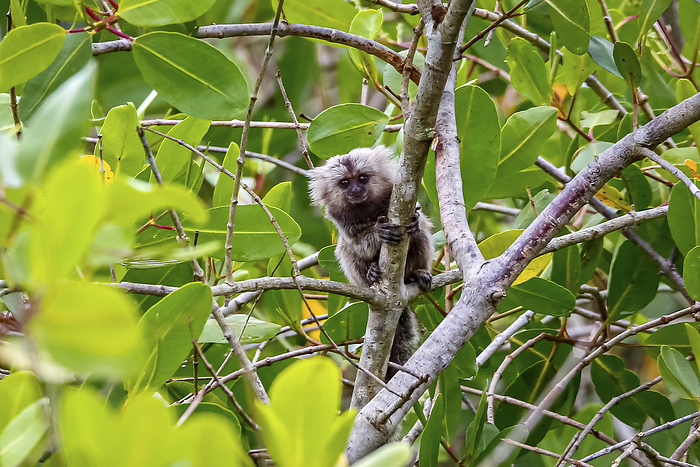 Young Common marmoset sitting on a branch, facing to camera, natural green background, Paraty, Brazi Young Common marmoset sitting on a branch, facing to camera, natural green background, Paraty, Brazi, by Zoonar Uwe Bergwitz