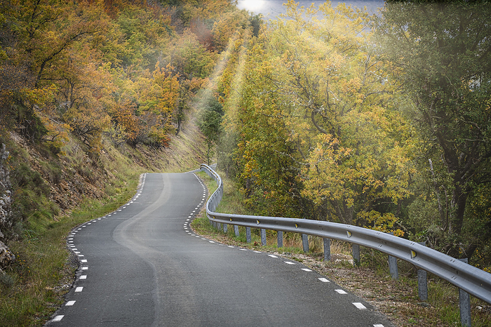 road crossing an oak grove in autumn road crossing an oak grove in autumn, by Zoonar TOLO BALAGUER