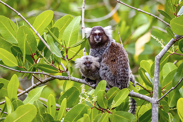Common marmoset  with cub sitting on a branch, facing camera, natural green background, Paraty, Braz Common marmoset  with cub sitting on a branch, facing camera, natural green background, Paraty, Braz, by Zoonar Uwe Bergwitz
