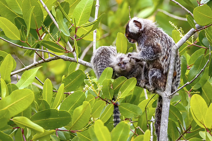 Close up of Common marmoset mother with cubs perched in a green leaved tree facing to camera, Paraty Close up of Common marmoset mother with cubs perched in a green leaved tree facing to camera, Paraty, by Zoonar Uwe Bergwitz