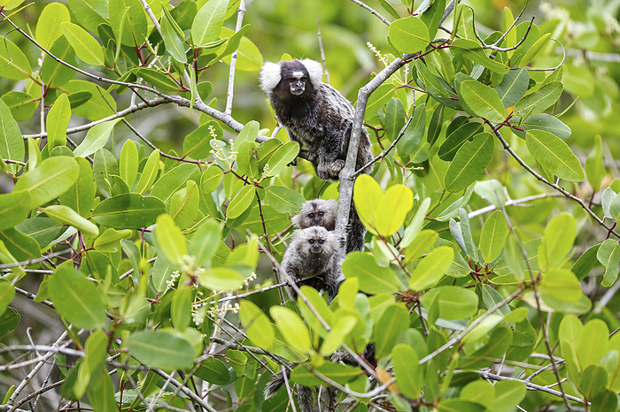 Common marmoset mother with youngsters sitting in a green leaved tree, facing to camera, Paraty, Bra Common marmoset mother with youngsters sitting in a green leaved tree, facing to camera, Paraty, Bra, by Zoonar Uwe Bergwitz