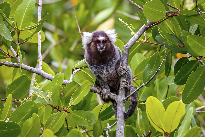 Common marmoset sitting on a branch, facing camera, natural green background, Paraty, Brazil Common marmoset sitting on a branch, facing camera, natural green background, Paraty, Brazil, by Zoonar Uwe Bergwitz