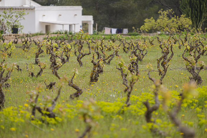 vineyard vineyard, by Zoonar Tolo