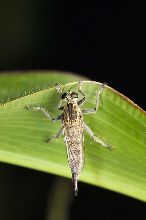 Brown Robberfly, Philonicus albiceps at Satara, Maharashtra Brown Robberfly, Philonicus albiceps at Satara, Maharashtra, by Zoonar RealityImages
