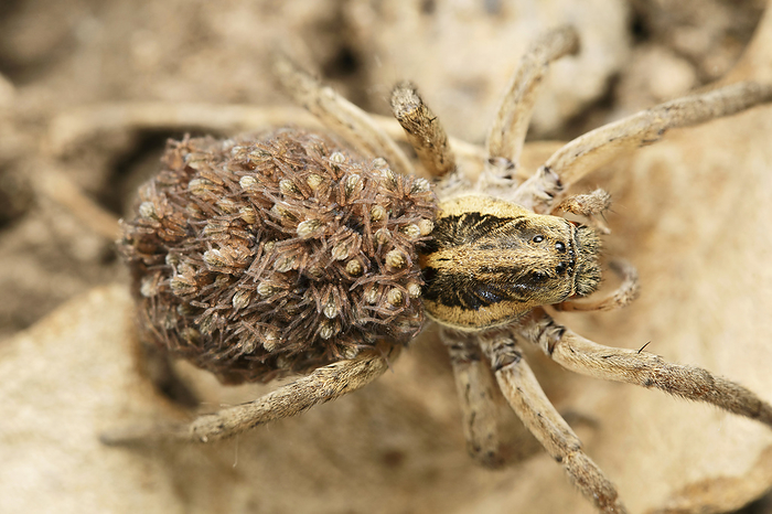 Dorsal of Wolf spider with babies, Lycosa sp at Satara, Maharashtra Dorsal of Wolf spider with babies, Lycosa sp at Satara, Maharashtra, by Zoonar RealityImages