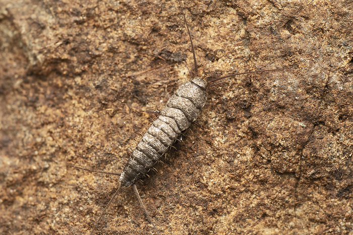 Long tailed silverfish, Ctenolepisma longicaudatum at Satara, Maharashtra Long tailed silverfish, Ctenolepisma longicaudatum at Satara, Maharashtra, by Zoonar RealityImages