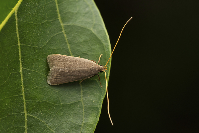 Long horn moth, Crocanthes glycina at Satara, Maharashtra Long horn moth, Crocanthes glycina at Satara, Maharashtra, by Zoonar RealityImages