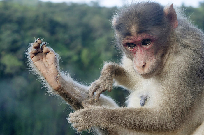 Closeup of female baboon, Rhesus macaque , Satara, Maharashtra, India Closeup of female baboon, Rhesus macaque , Satara, Maharashtra, India, by Zoonar RealityImages