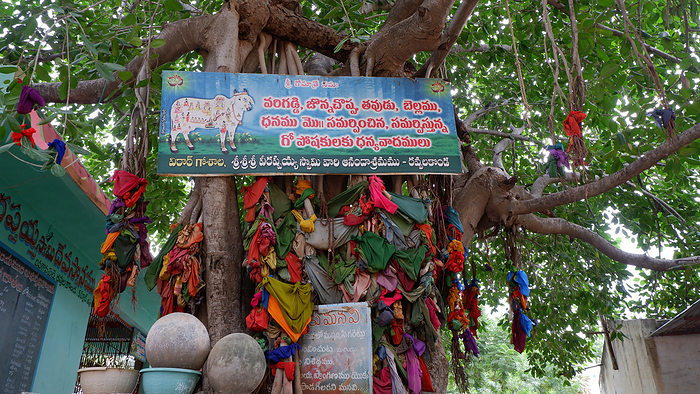 Oldest Wish Tree  Banyan Tree  in Ravvalkonda, Karnool, Andhra Pradesh Oldest Wish Tree  Banyan Tree  in Ravvalkonda, Karnool, Andhra Pradesh, by Zoonar RealityImages