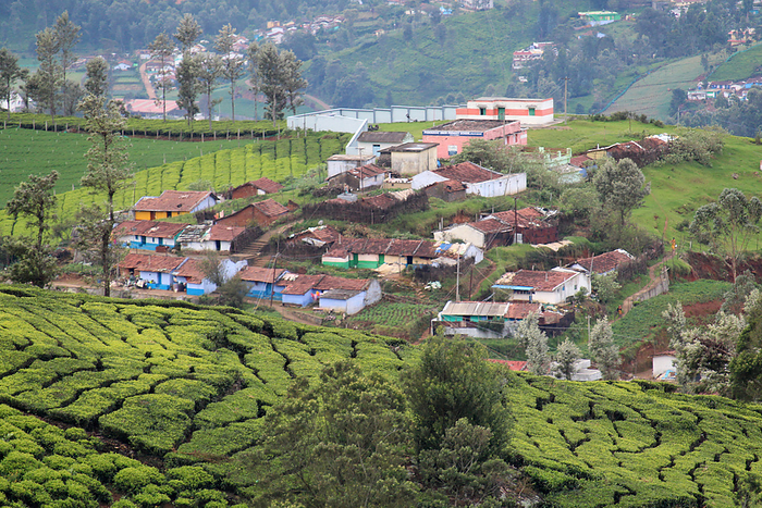Hill settlements at tea estate, Ooty, Tamil Nadu, india Hill settlements at tea estate, Ooty, Tamil Nadu, india, by Zoonar RealityImages