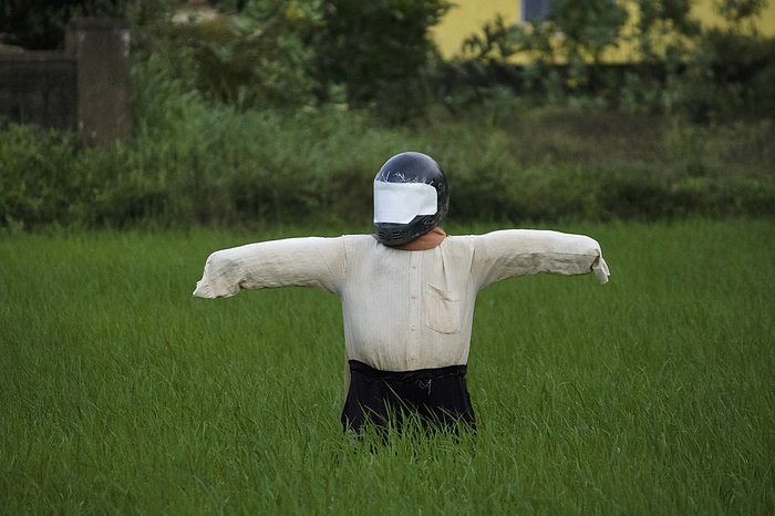 Scare crow with helmet on paddy fields, Mangalore, India Scare crow with helmet on paddy fields, Mangalore, India, by Zoonar RealityImages