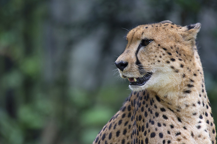 Closeup face portrait of Southeast African cheetah, Acinonyx jubatus jubatus. Native to East and Southern Africa Closeup face portrait of Southeast African cheetah, Acinonyx jubatus jubatus. Native to East and Southern Africa, by Zoonar RealityImages
