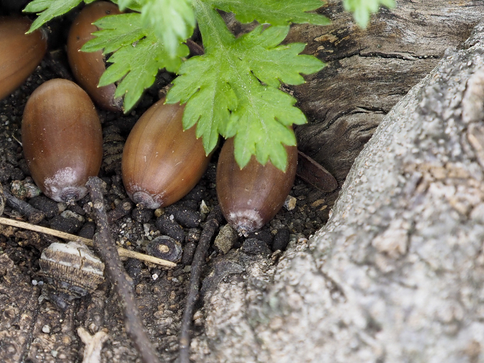 Birch acorns on the ground