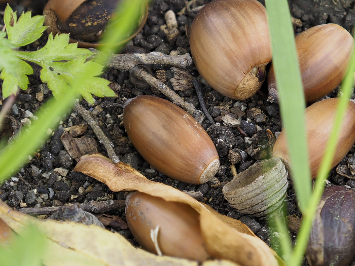 Birch acorns on the ground