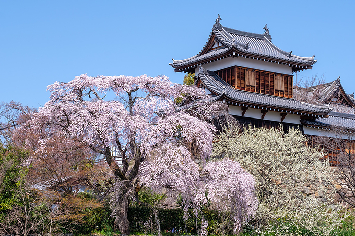 Yamato Koriyama Castle Weeping cherry tree, Yamato Koriyama City, Nara Pref.
