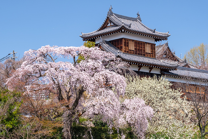Yamato Koriyama Castle Weeping cherry tree, Yamato Koriyama City, Nara Pref.