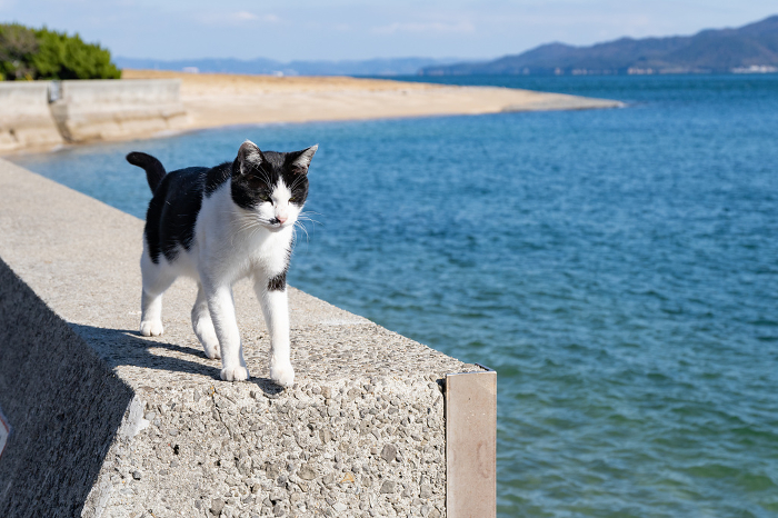 Cat relaxing on an embankment