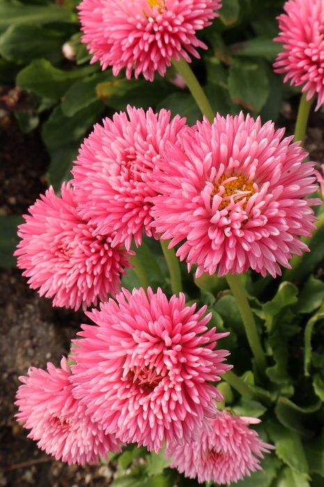 Pink daisy flower, photographed vertically