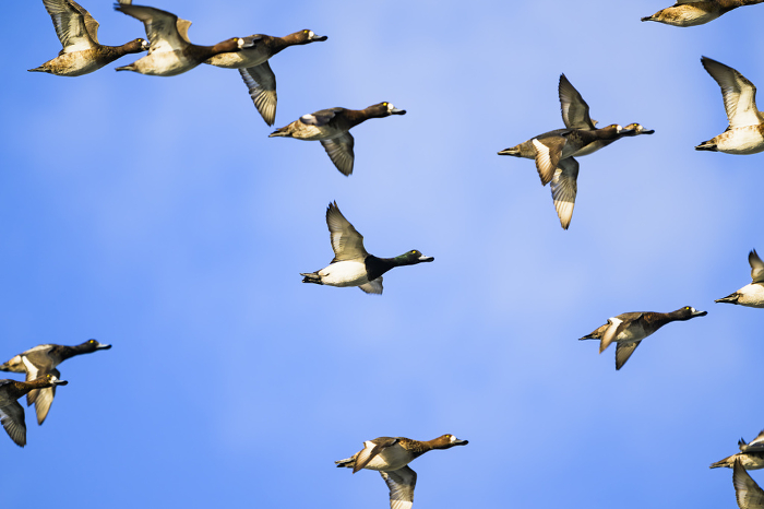 A flock of tin ducks flying