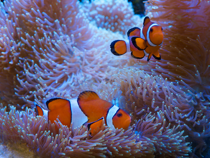 Clownfish hiding in a sea anemone