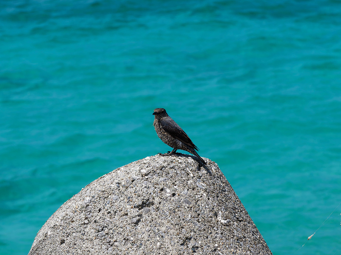 A shorebird standing in a tetrapod