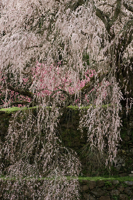 Matabee Cherry Blossom Nara Pref.