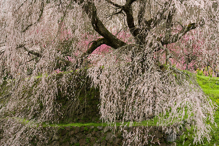 Matabee Cherry Blossom Nara Pref.