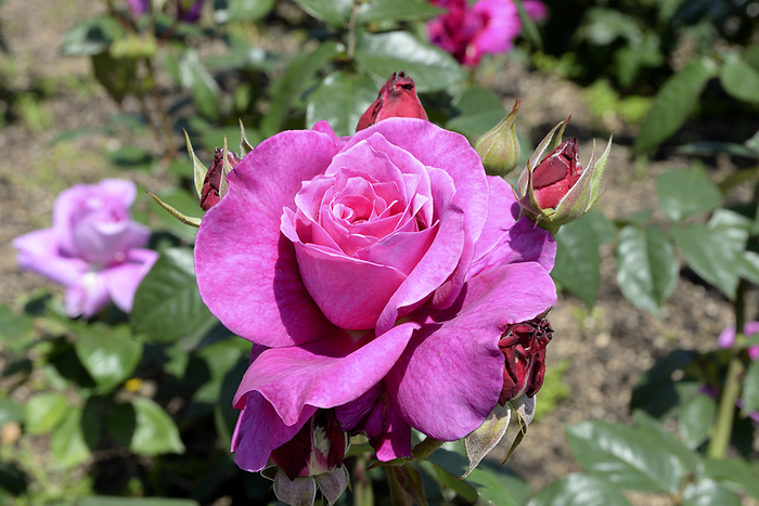 Osaka/Nagai Botanical Garden Rose Garden, Roses