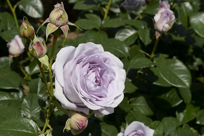 Osaka/Nagai Botanical Garden Rose Garden, Roses