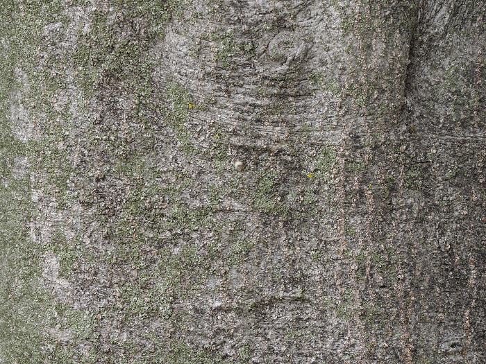 Texture material Bark of Japanese white oak