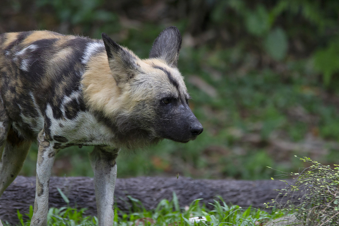 African wild dog. Only extant member of the genus Lycaon.native species to sub Saharan Africa. Endangered African wild dog. Only extant member of the genus Lycaon.native species to sub Saharan Africa. Endangered, by Zoonar RealityImages